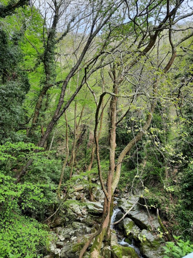 Αρχοντικό Κονάκι- Konaki Pelion Цагкарада Екстер'єр фото